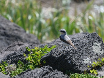 Northern Wheatear Hegura Island Mon, 4/22/2019