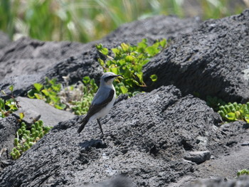 Northern Wheatear Hegura Island Mon, 4/22/2019