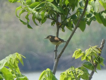 2019年5月11日(土) 六郷橋緑地の野鳥観察記録