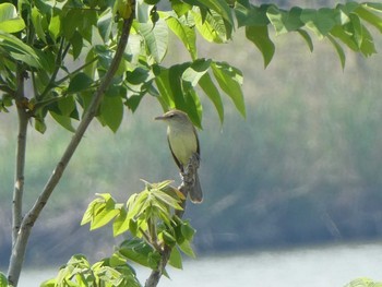 Oriental Reed Warbler 六郷橋緑地 Sat, 5/11/2019