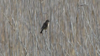 2019年5月11日(土) ヨコスト湿原の野鳥観察記録