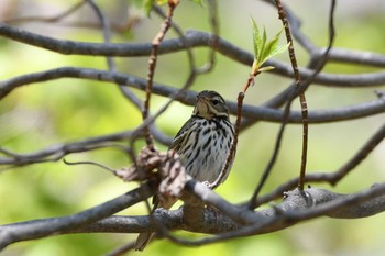 Olive-backed Pipit 平岡公園(札幌市) Sat, 5/11/2019