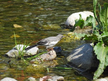 2019年5月11日(土) 高野川、京都の野鳥観察記録