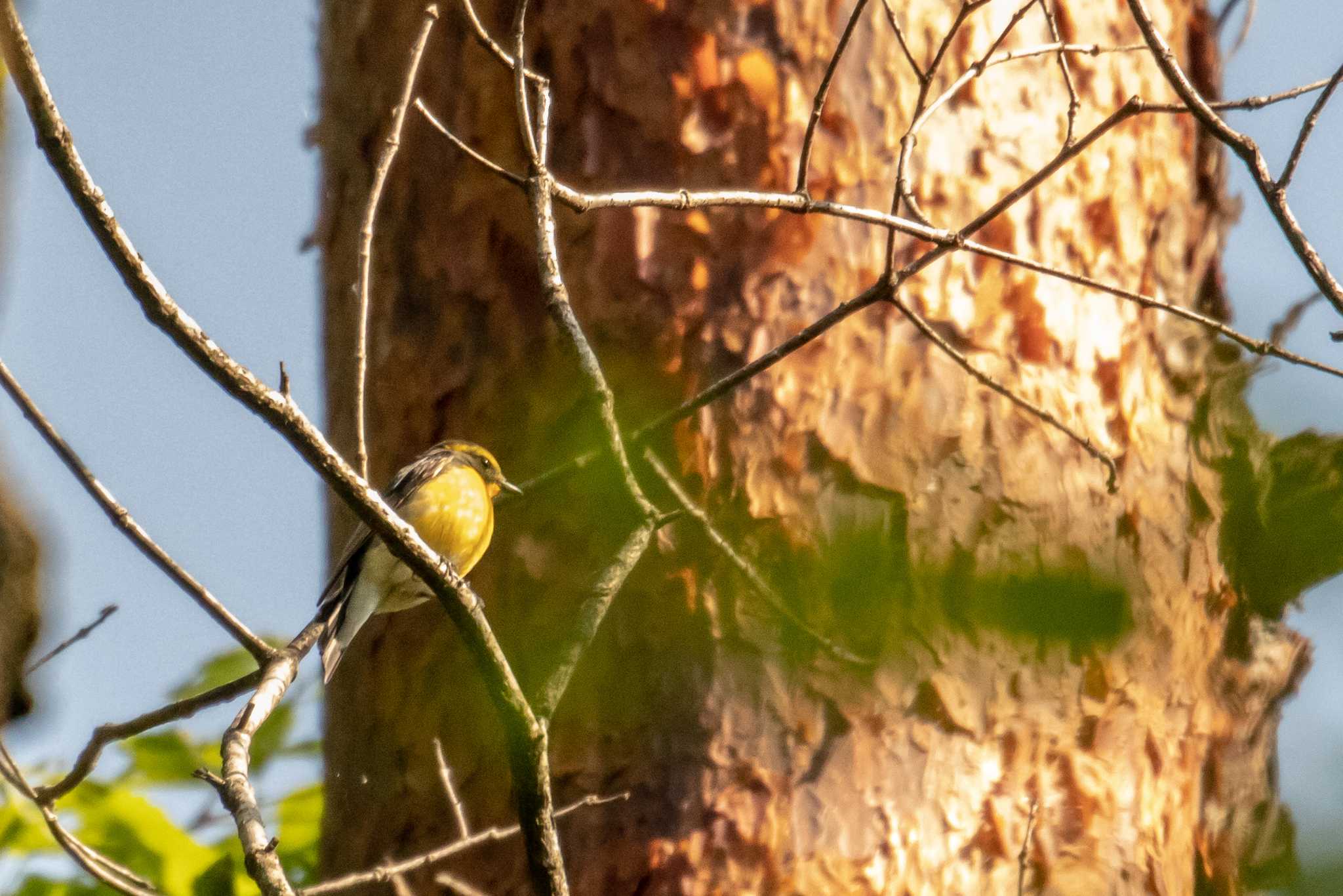 Narcissus Flycatcher