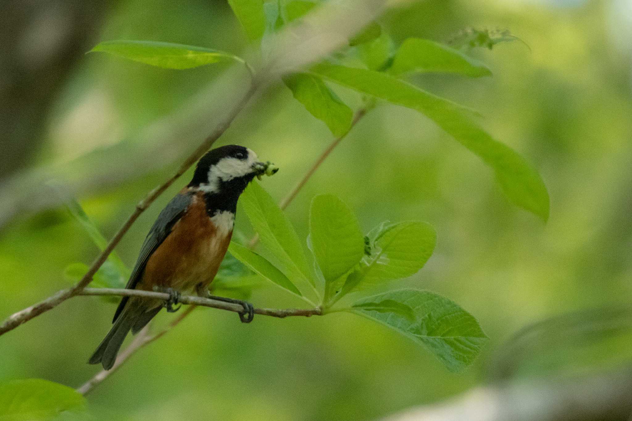 Varied Tit