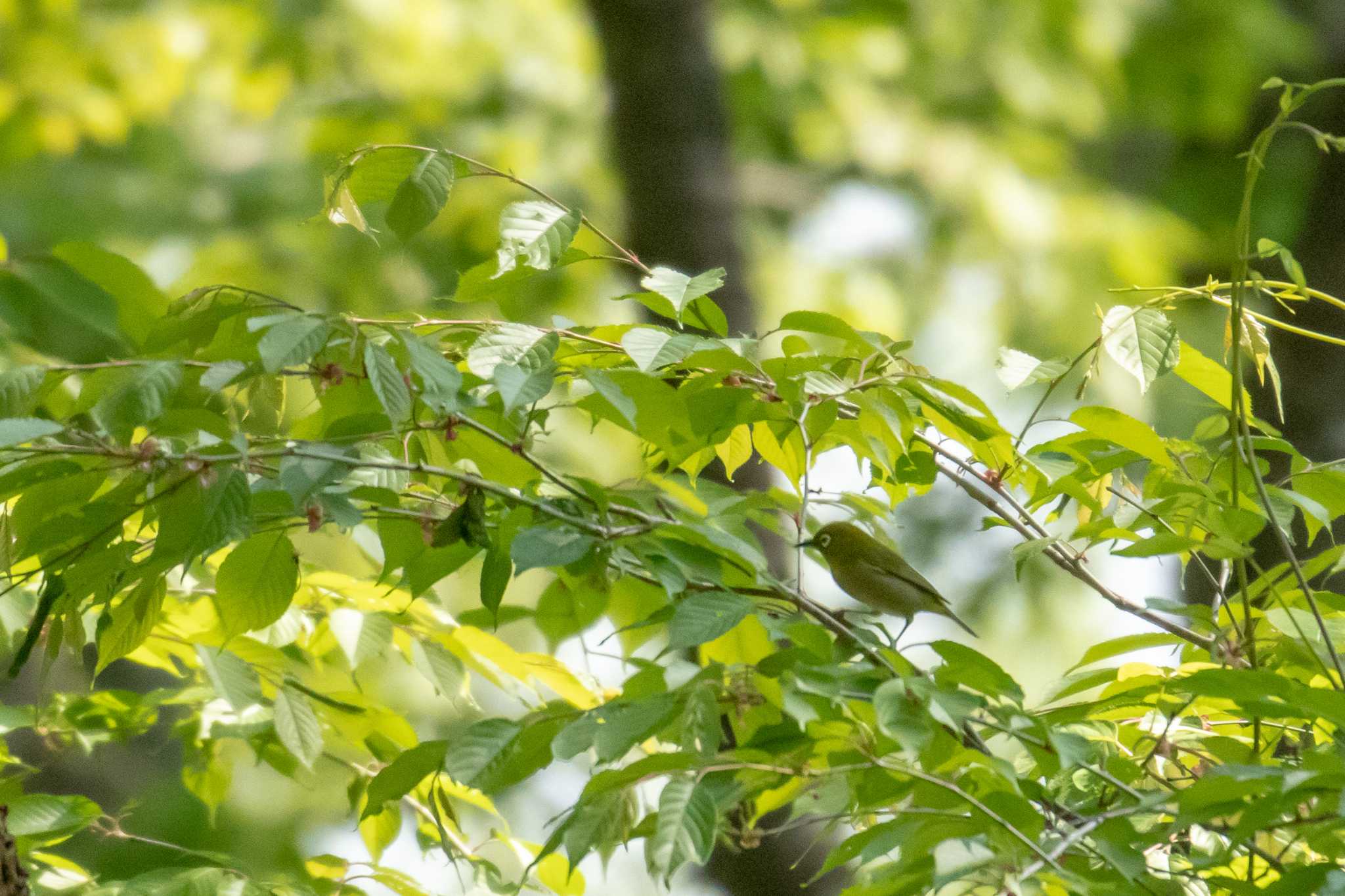 Warbling White-eye