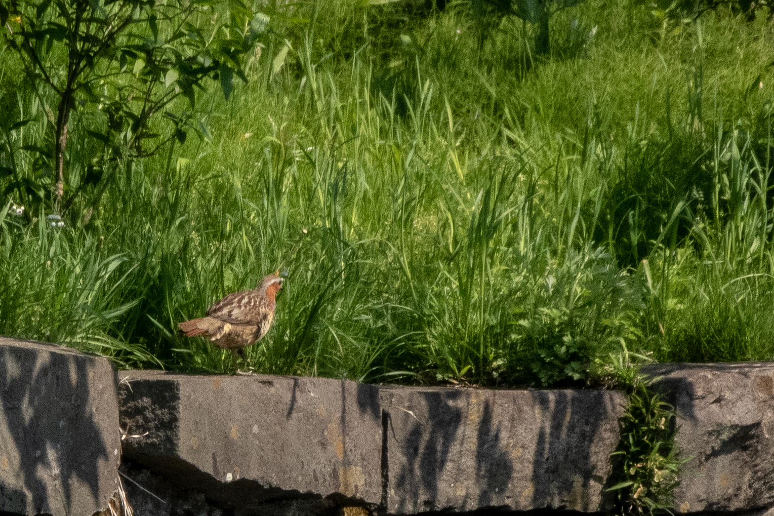 Photo of Chinese Bamboo Partridge at 仙台市・台原森林公園 by かつきち