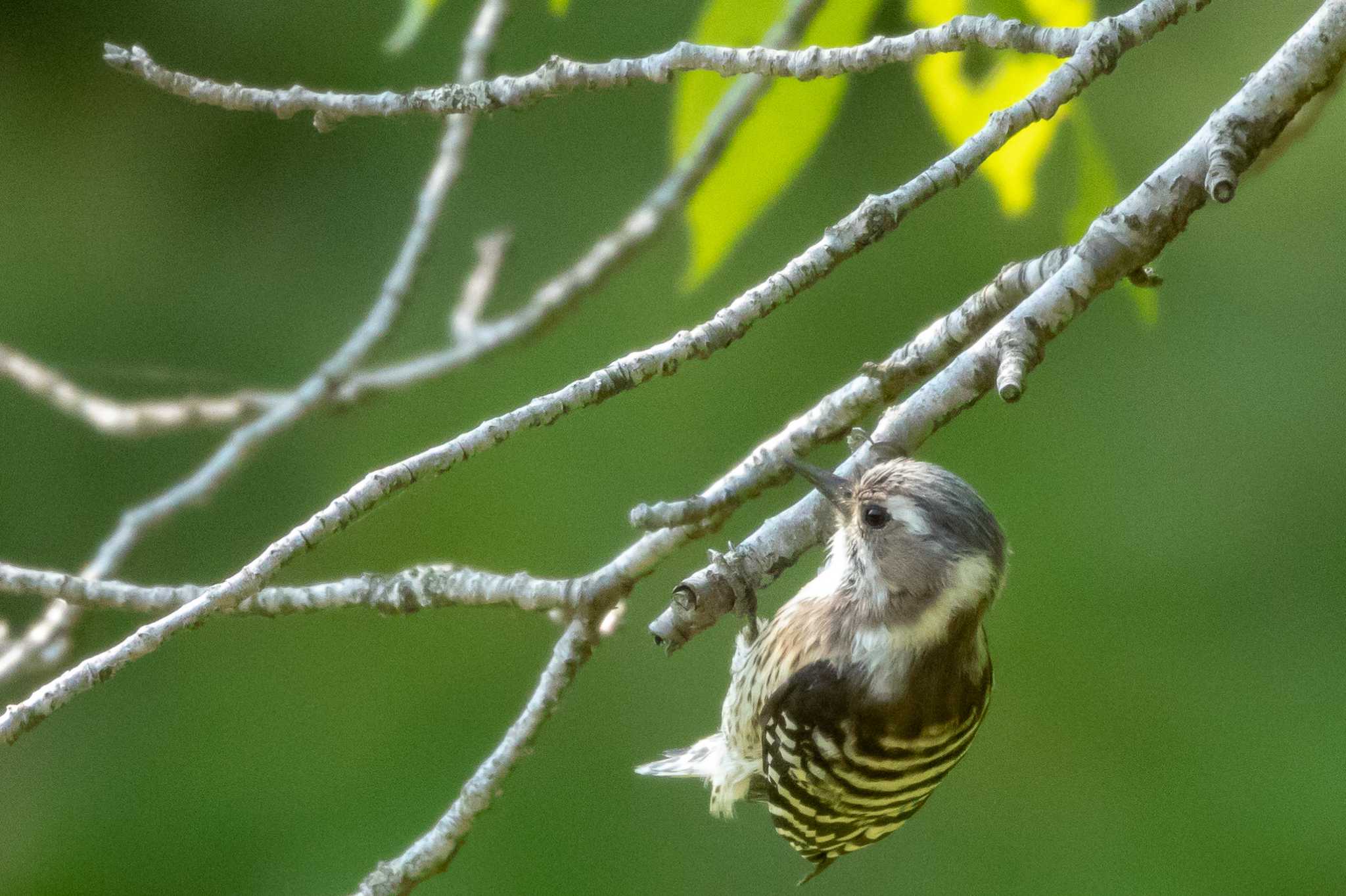 Japanese Pygmy Woodpecker