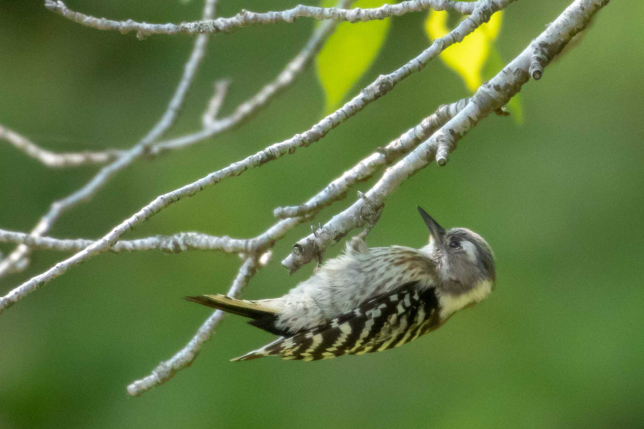 Japanese Pygmy Woodpecker