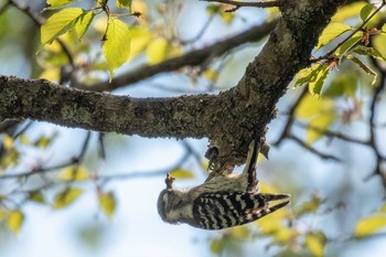 コゲラ 仙台市・台原森林公園 2019年5月11日(土)