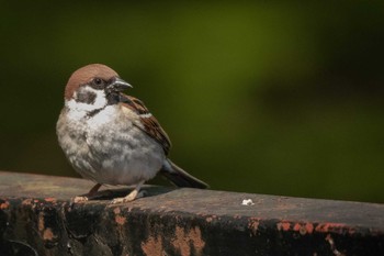 Eurasian Tree Sparrow 仙台市・台原森林公園 Sat, 5/11/2019