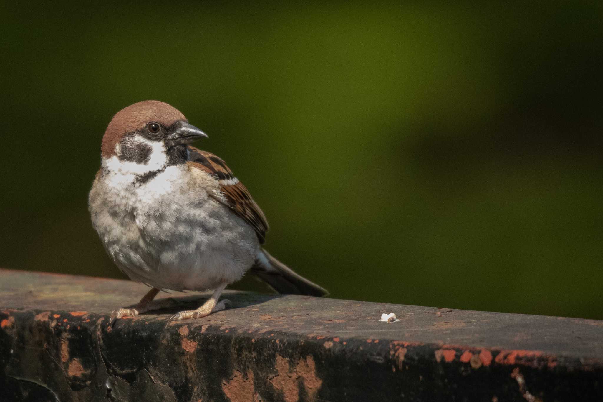 Eurasian Tree Sparrow