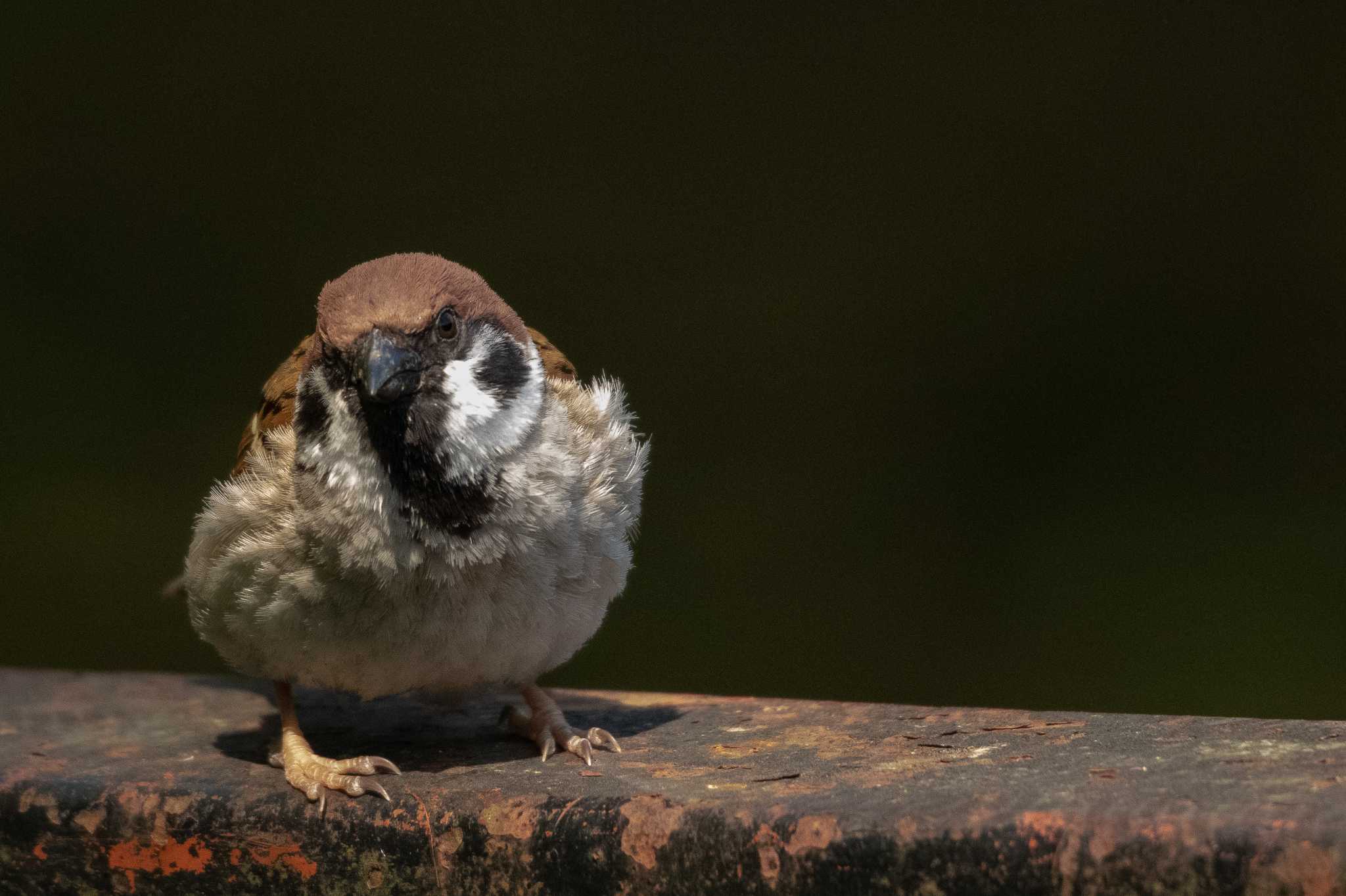 Eurasian Tree Sparrow