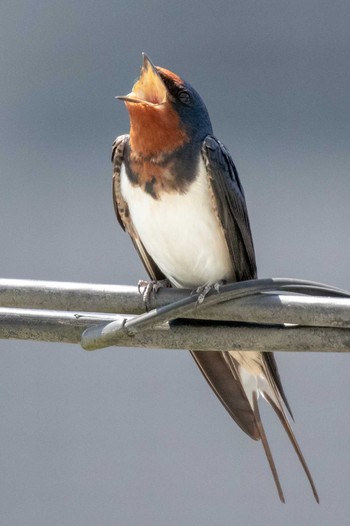 2019年5月11日(土) 仙台市・台原森林公園の野鳥観察記録