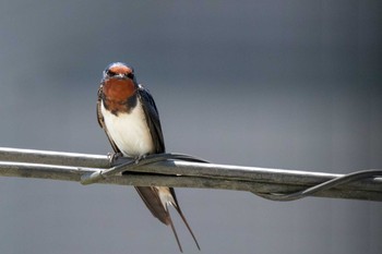 Barn Swallow 仙台市・台原森林公園 Sat, 5/11/2019