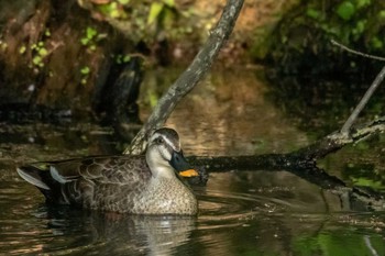 カルガモ 仙台市・台原森林公園 2019年5月11日(土)