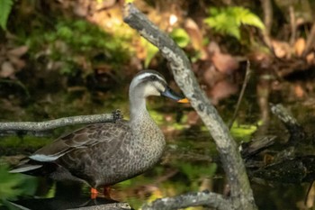 カルガモ 仙台市・台原森林公園 2019年5月11日(土)