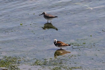 2019年5月11日(土) 五主海岸の野鳥観察記録