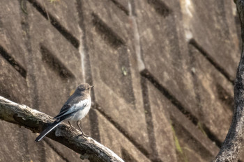 2019年5月11日(土) 水の森公園の野鳥観察記録