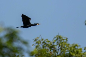 Great Cormorant 水の森公園 Sat, 5/11/2019