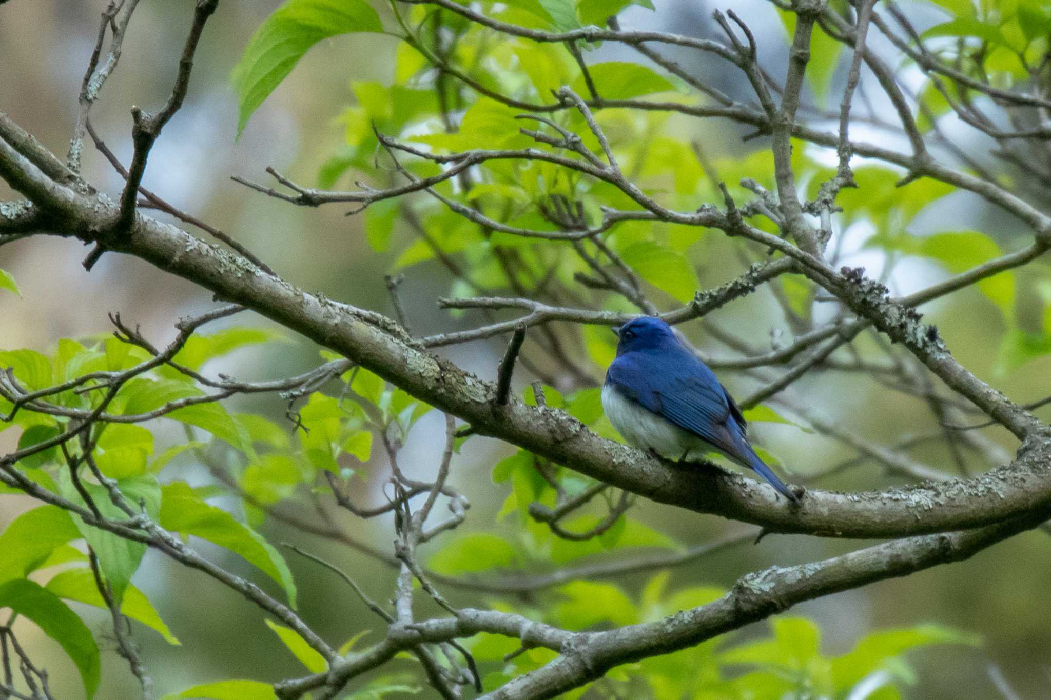 Photo of Blue-and-white Flycatcher at Miyagi Kenminnomori by かつきち