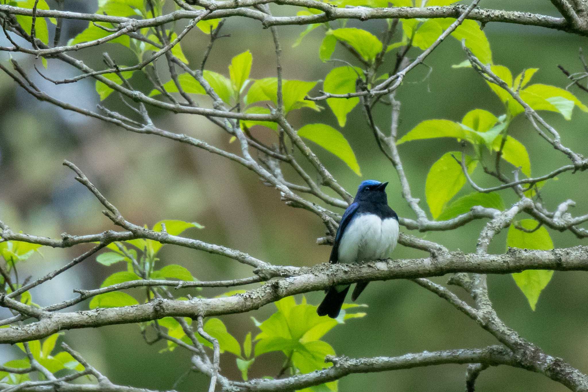 宮城県民の森 オオルリの写真 by かつきち