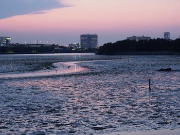 2019年5月11日(土) 谷津干潟の野鳥観察記録