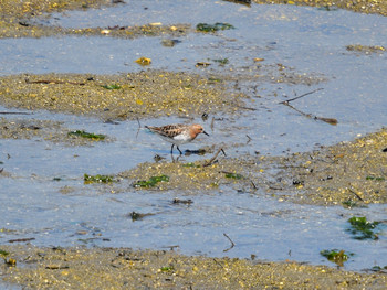 Red-necked Stint 大阪04 Sat, 5/4/2019