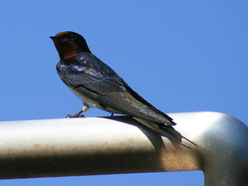 ツバメ 鳥取市かろいち 2019年5月11日(土)