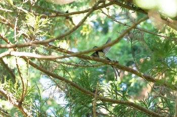 サンコウチョウ 場所が不明 2019年5月8日(水)