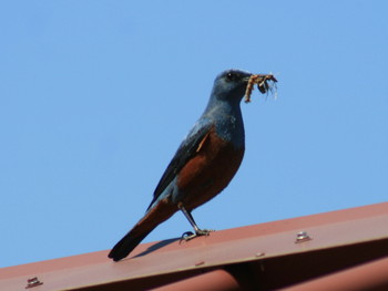 イソヒヨドリ 鳥取市かろいち 2019年5月11日(土)