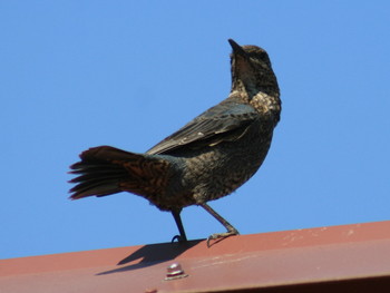 イソヒヨドリ 鳥取市かろいち 2019年5月11日(土)