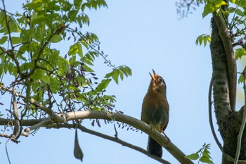 Chinese Hwamei 仙台市・台原森林公園 Sat, 5/11/2019