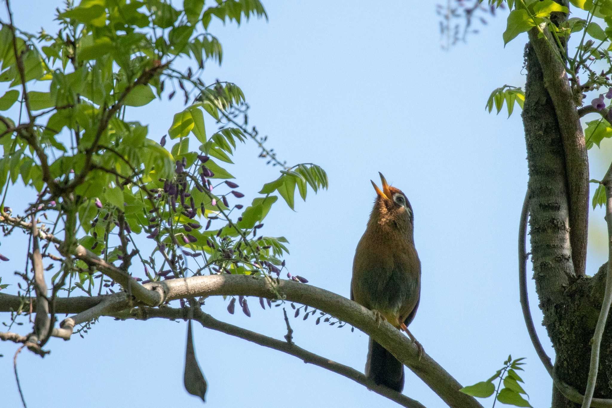 Photo of Chinese Hwamei at 仙台市・台原森林公園 by かつきち