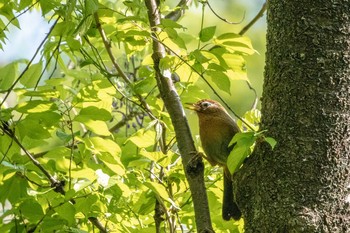 ガビチョウ 仙台市・台原森林公園 2019年5月11日(土)