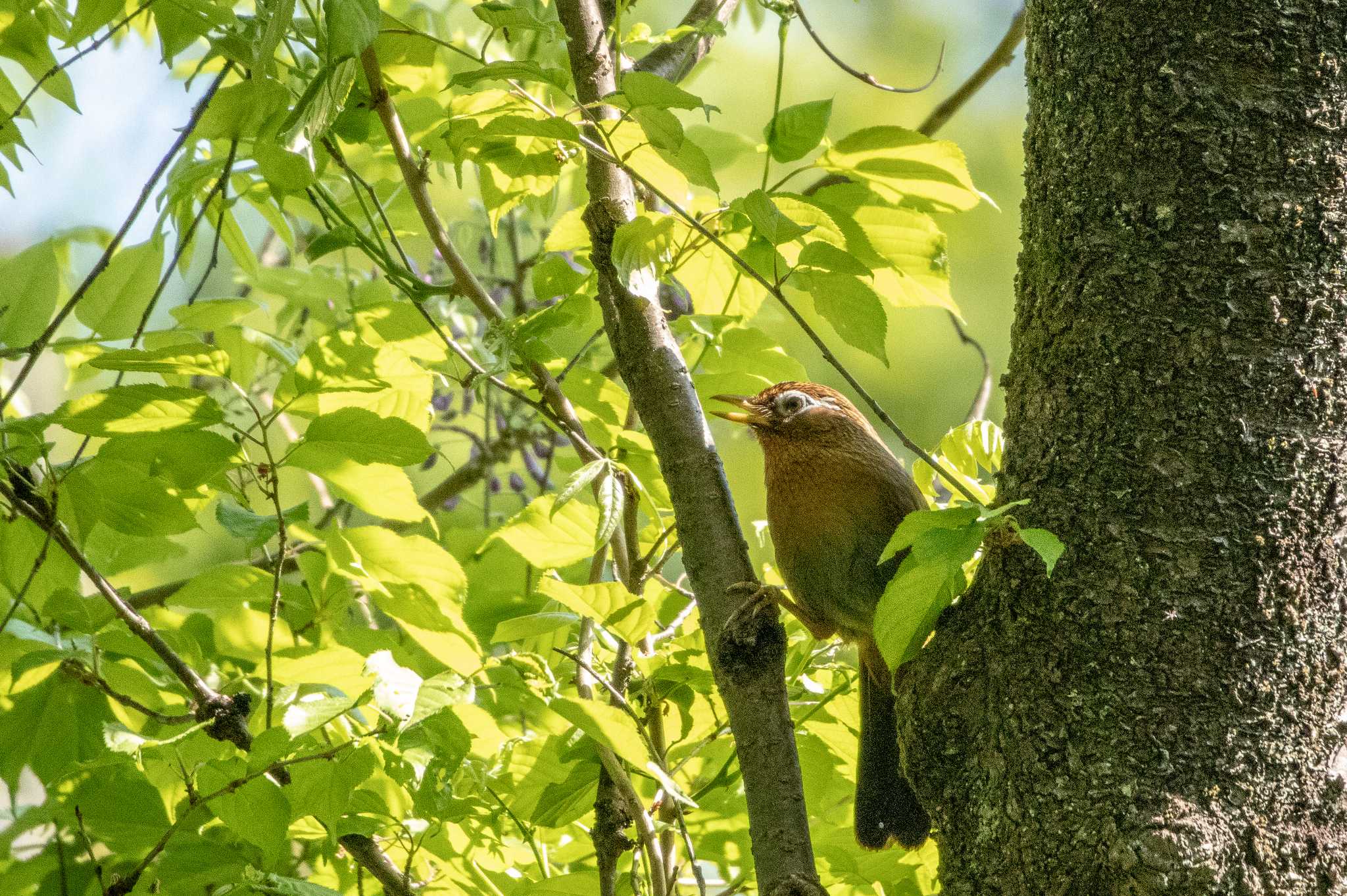 仙台市・台原森林公園 ガビチョウの写真 by かつきち