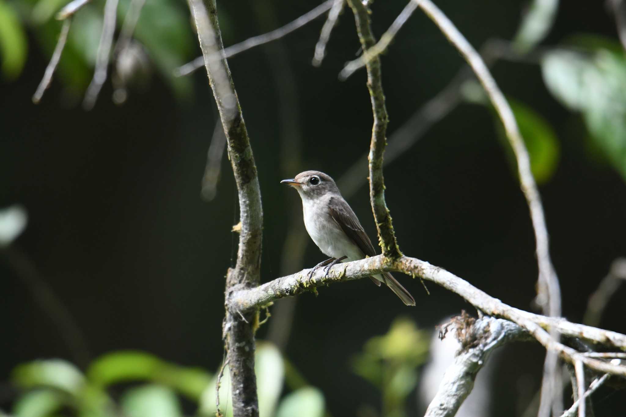 Asian Brown Flycatcher