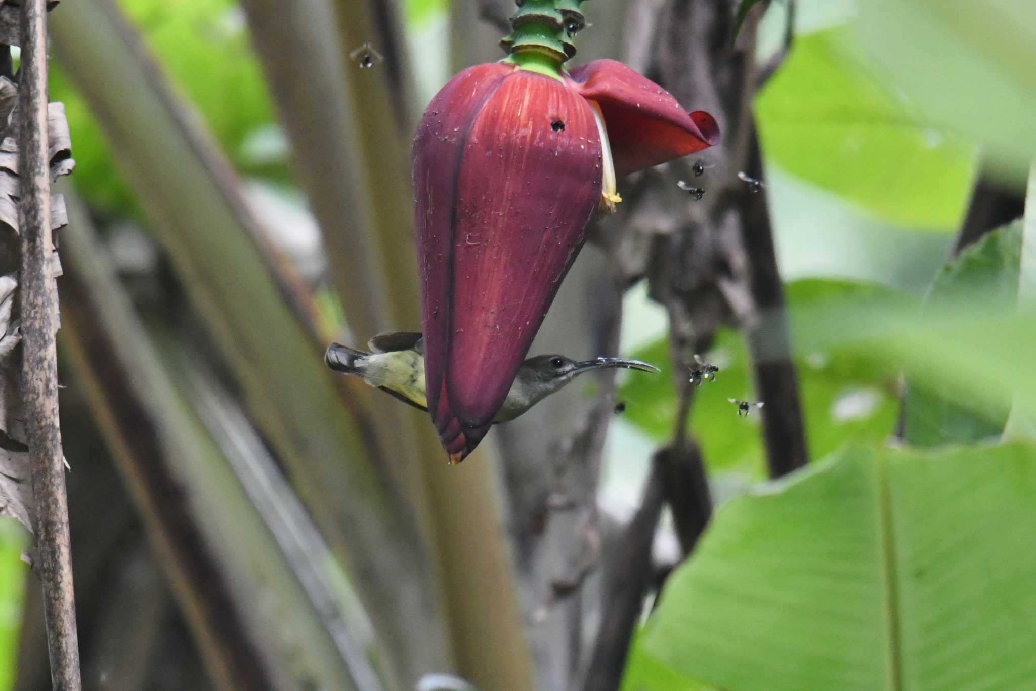 Little Spiderhunter