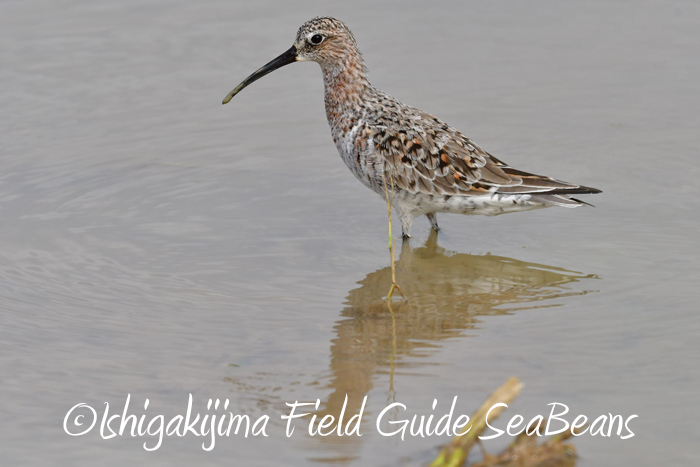 Photo of Curlew Sandpiper at Ishigaki Island by 石垣島バードウオッチングガイドSeaBeans