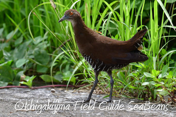 Slaty-legged Crake Ishigaki Island Sat, 5/11/2019