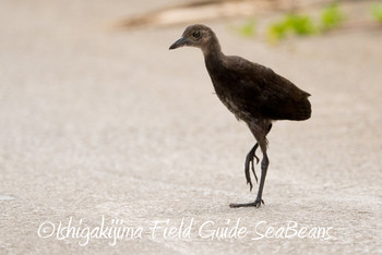 Slaty-legged Crake Ishigaki Island Sat, 5/11/2019