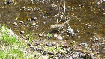 2019年5月11日(土) ポロト湖(ポロトの森)の野鳥観察記録