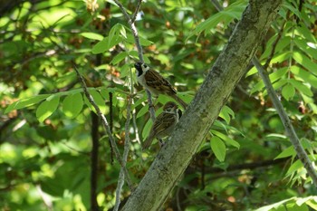 2019年5月11日(土) 相模川の野鳥観察記録