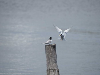 Little Tern Kasai Rinkai Park Sat, 5/11/2019