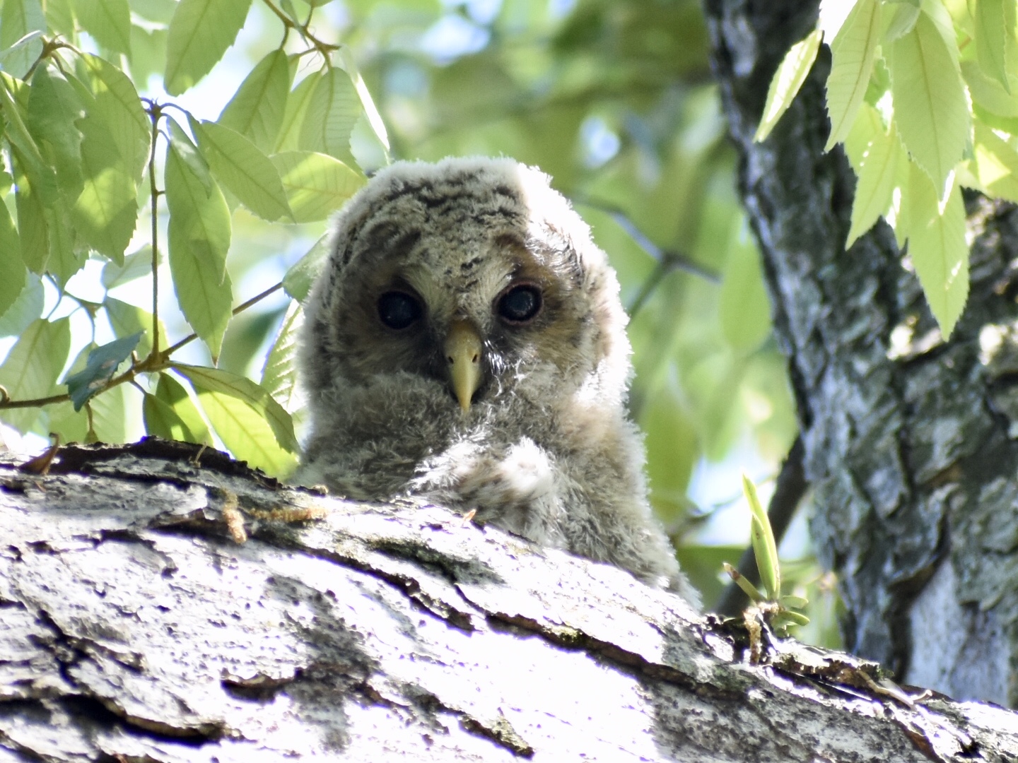  フクロウの写真 by ヨウコ