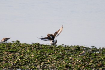 キョウジョシギ 泉南市樫井川 2019年5月11日(土)