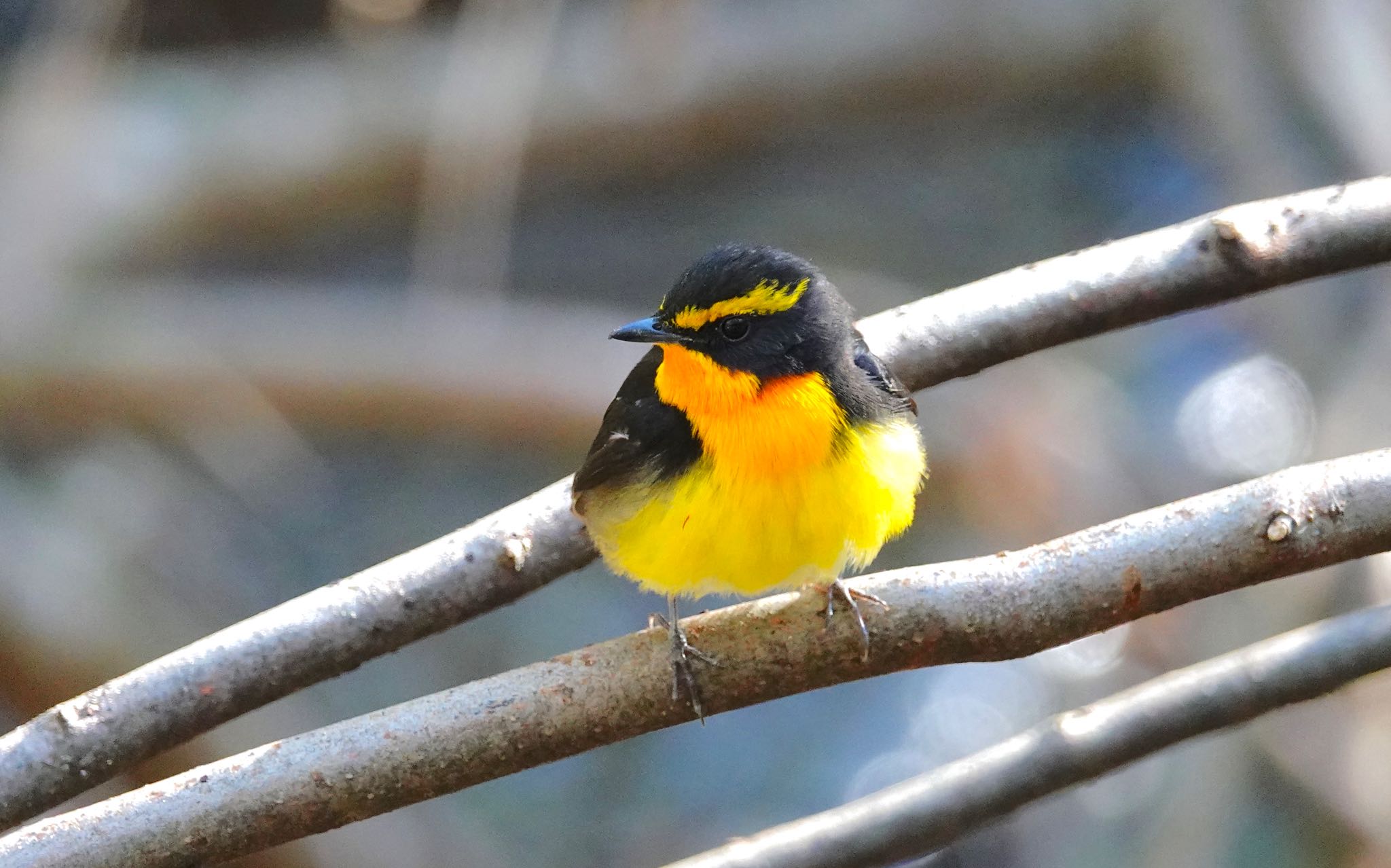 軽井沢野鳥の森 キビタキの写真 by のどか