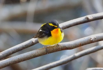 Narcissus Flycatcher Karuizawa wild bird forest Tue, 5/7/2019