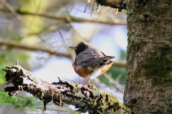 Brown-headed Thrush 富士宮市 Fri, 5/3/2019