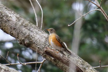 Brown-headed Thrush 富士宮市 Thu, 5/2/2019